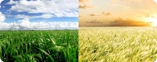 EPS offers of Farms for Sale in Romania